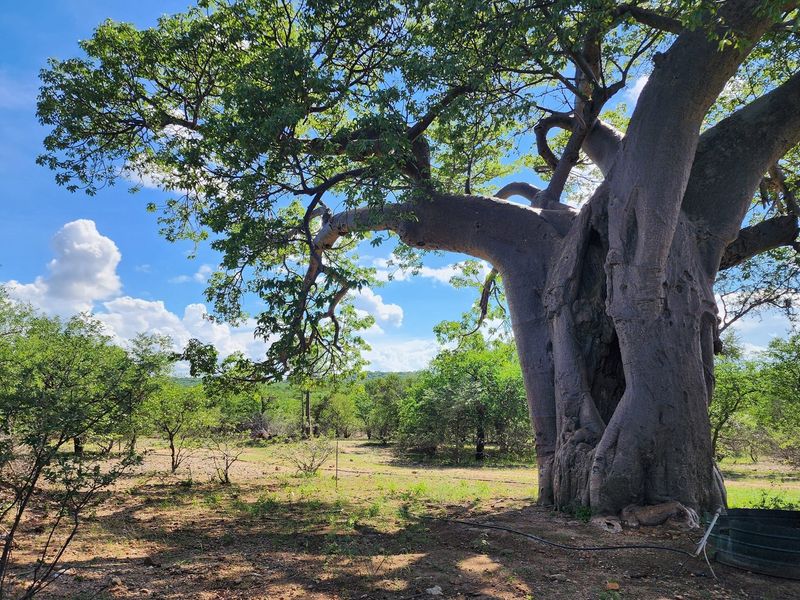 Exclusive Opportunity: Prime 28 Ha Farm on the Banks of the Sandriver in Mopane Area - Photo 1