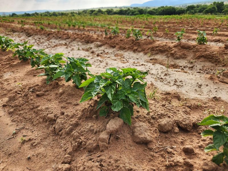 WATER IN ABUNDANCE!!!  85 HECTARE IRRIGATION FARM - Photo 2