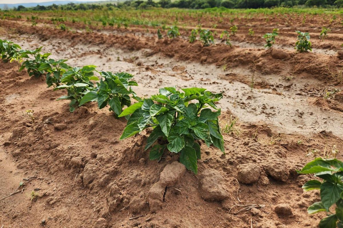 WATER IN ABUNDANCE!!!  85 HECTARE IRRIGATION FARM - Photo 2