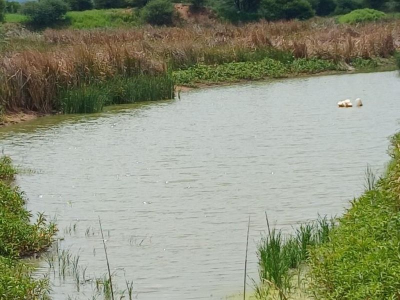 WATER IN ABUNDANCE!!!  85 HECTARE IRRIGATION FARM - Photo 8