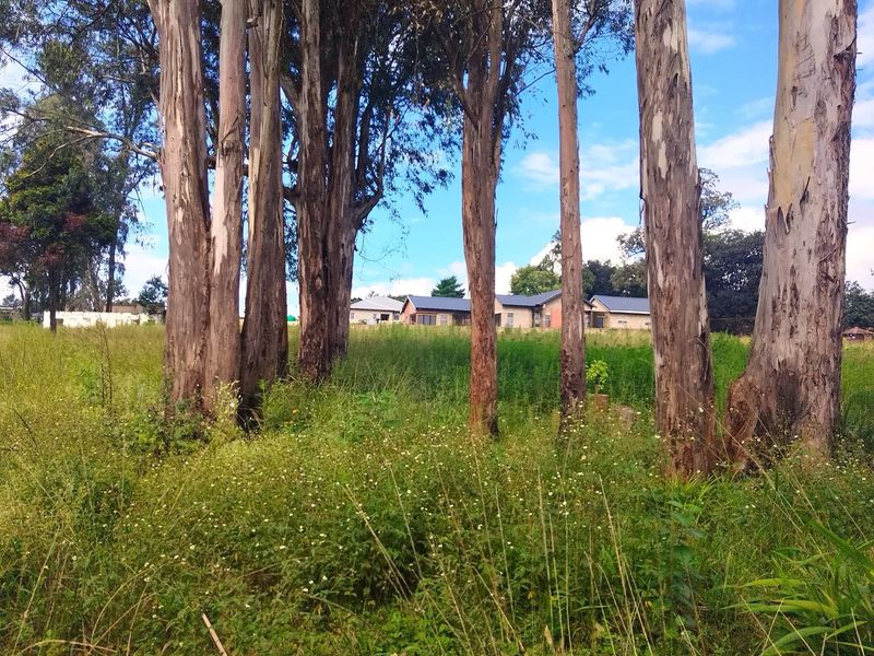 A view of a vacant residential plot featuring mature trees and natural grassland vegetation.