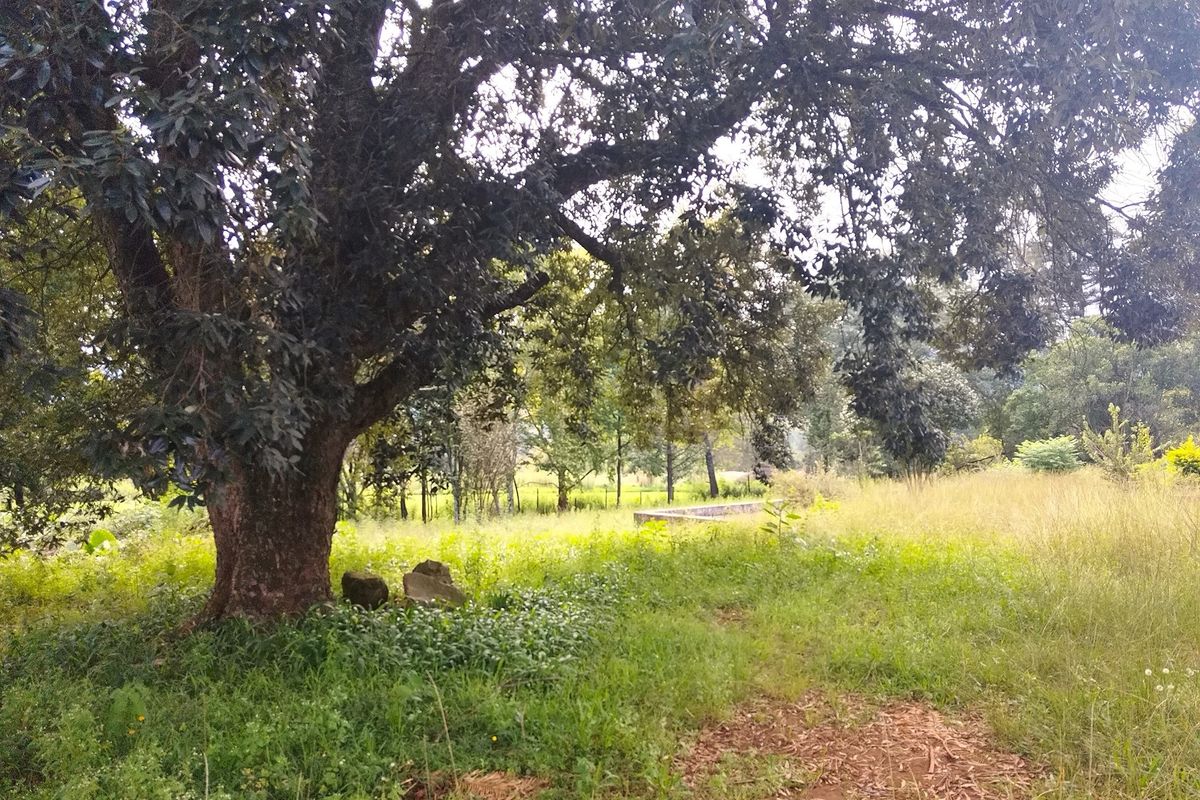 A view of a spacious, natural residential plot featuring mature trees and established grassland, offering a peaceful and private setting.