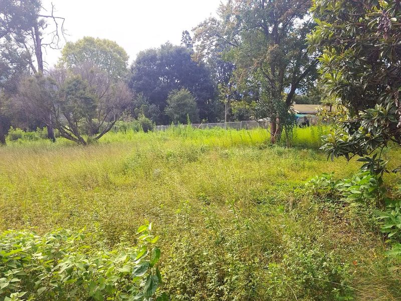 A view of a large, overgrown residential plot featuring mature trees and perimeter fencing, offering a blank canvas for future development.
