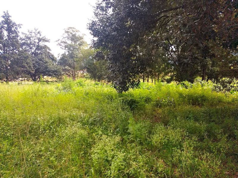 A view of the vacant residential land featuring established mature trees and natural vegetation.