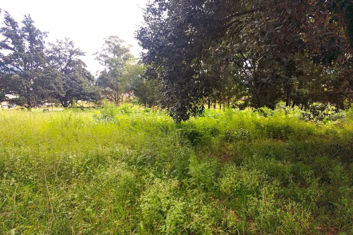 A view of the vacant residential land featuring established mature trees and natural vegetation.