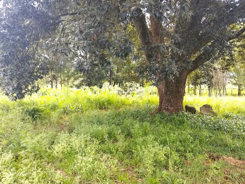 A view of the vacant residential land featuring mature trees and natural vegetation cover.