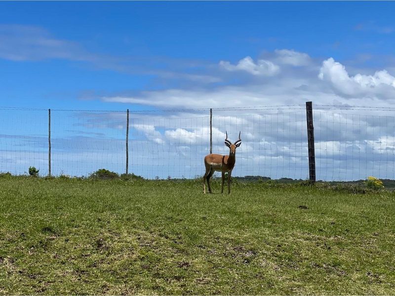 1131m2 plot at Khamanga Bay - Serene Country Coastal Living - Photo 9