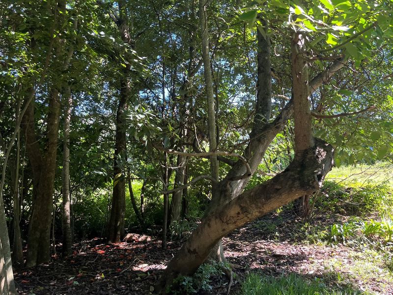 Own a Piece Schoemanskloof - Photo 10