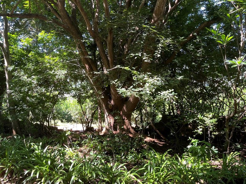 Own a Piece Schoemanskloof - Photo 9