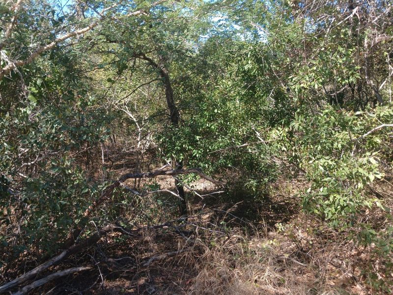 Beautiful Lush stand in Moria - Photo 5