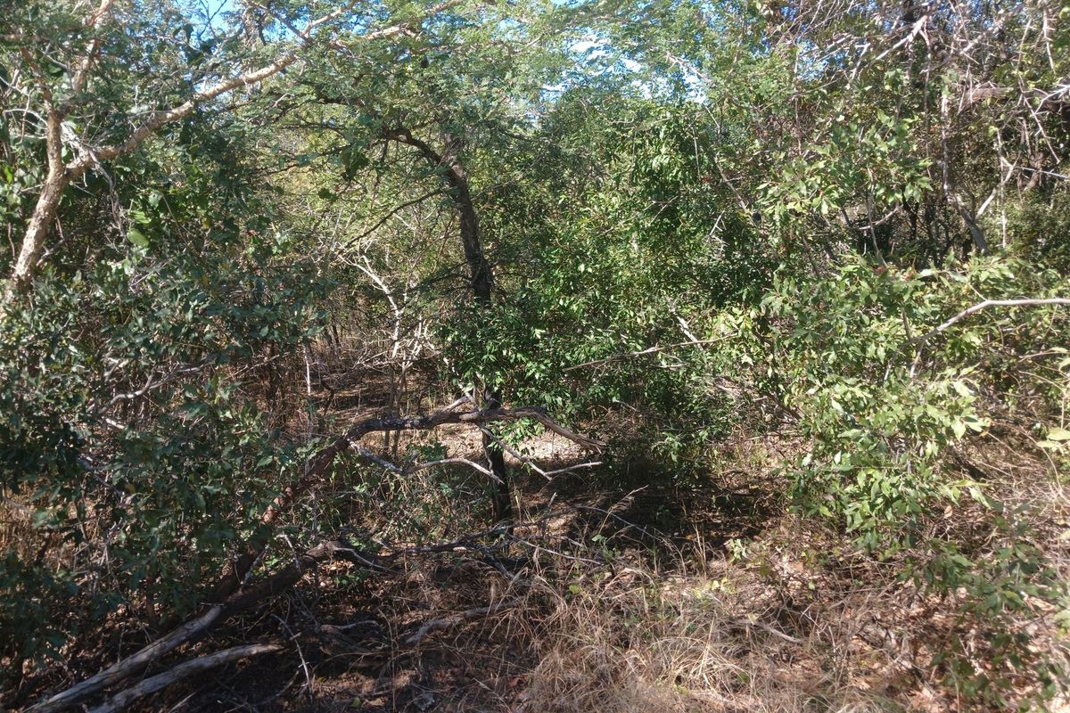 Beautiful Lush stand in Moria - Photo 5