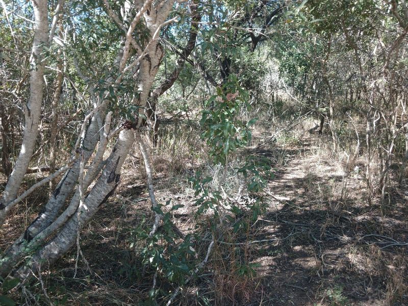 Beautiful Lush stand in Moria - Photo 4