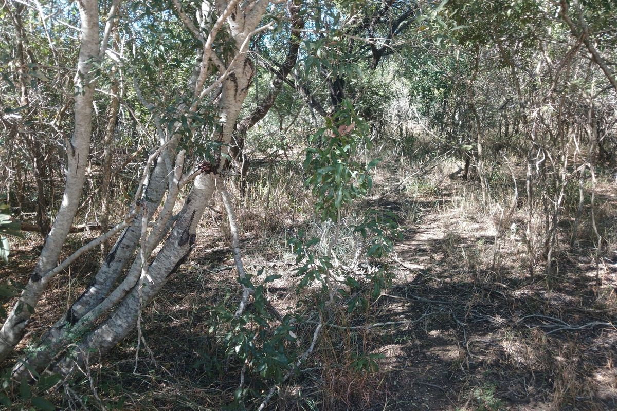 Beautiful Lush stand in Moria - Photo 4