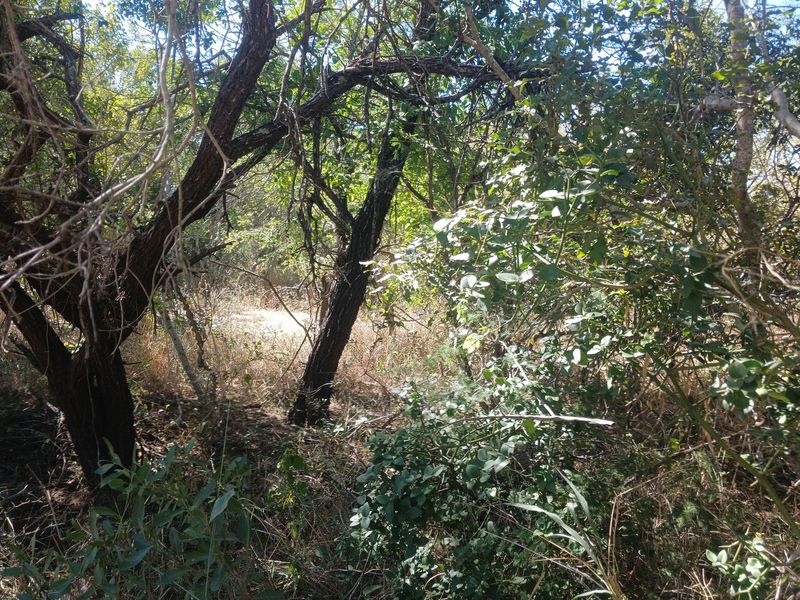 Beautiful Lush stand in Moria - Photo 3