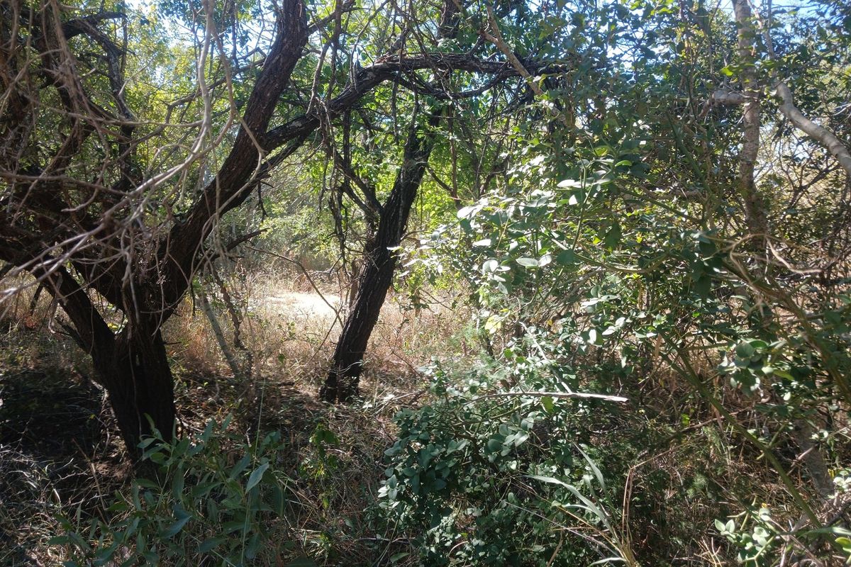 Beautiful Lush stand in Moria - Photo 3