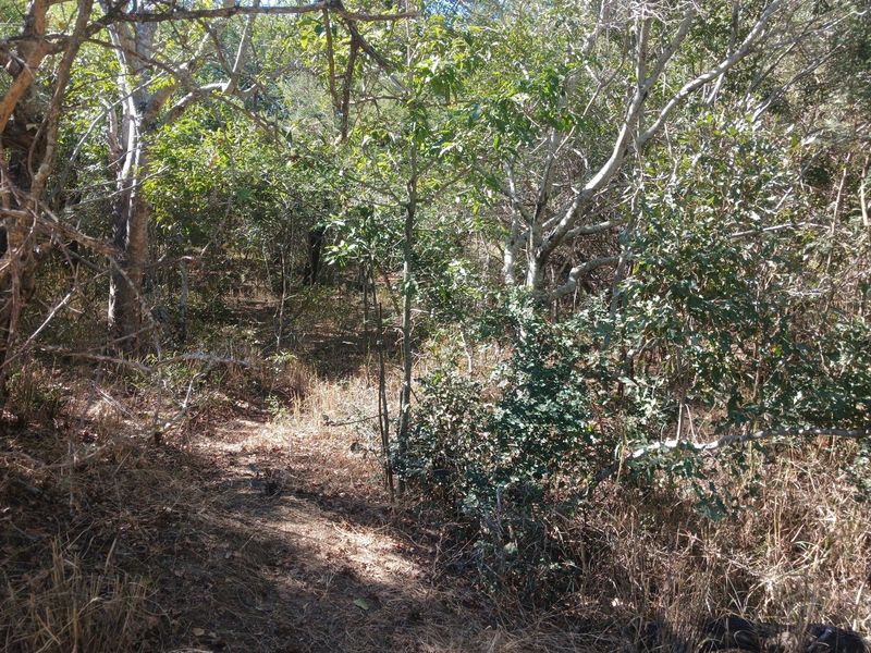 Beautiful Lush stand in Moria - Photo 2