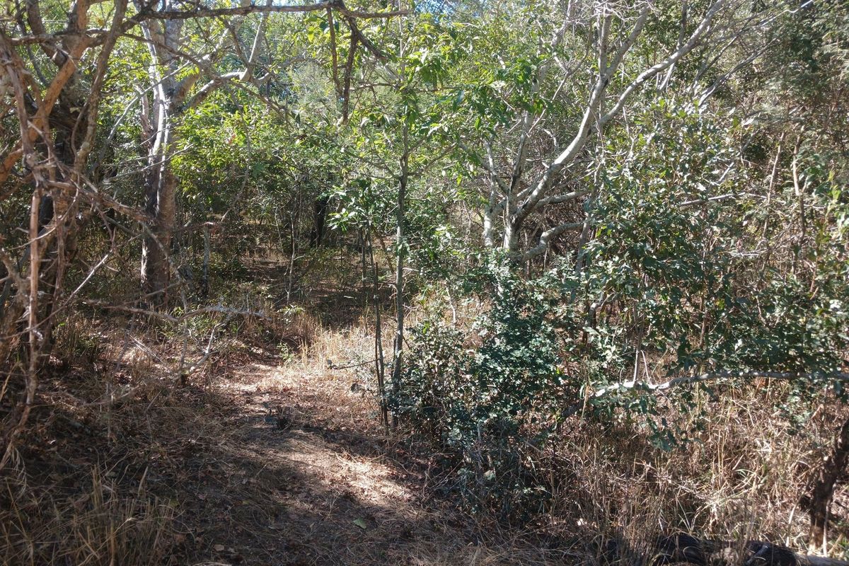 Beautiful Lush stand in Moria - Photo 2