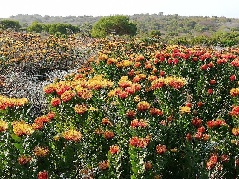 Farm For Sale in Stilbaai Rural, Stilbaai - Photo 6