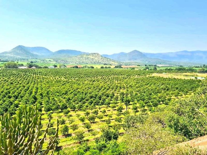 Expansive view overlooking a large, well-maintained orchard set against a scenic mountain backdrop.
