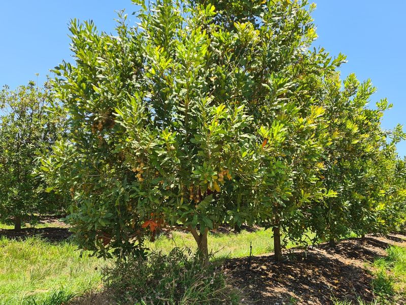 54-hectare Macadamia Paradise in the heart of the Lowveld - Photo 7