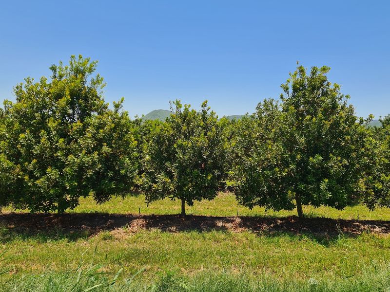 54-hectare Macadamia Paradise in the heart of the Lowveld - Photo 6
