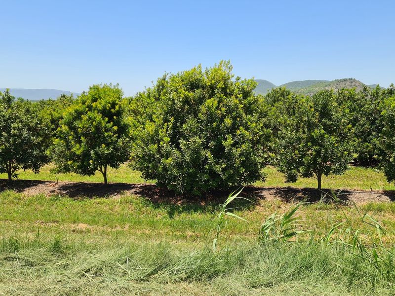 54-hectare Macadamia Paradise in the heart of the Lowveld - Photo 4