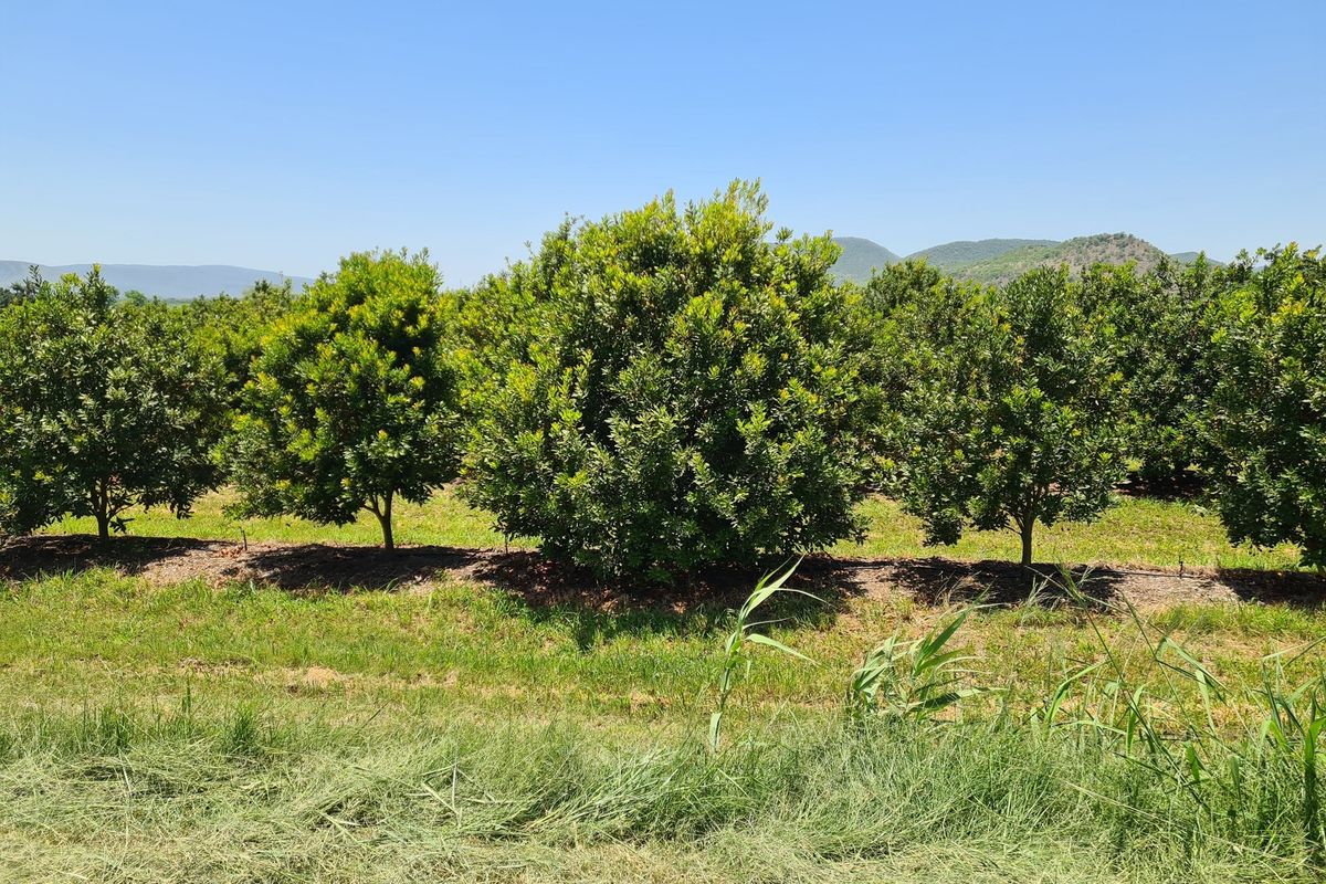 54-hectare Macadamia Paradise in the heart of the Lowveld - Photo 4