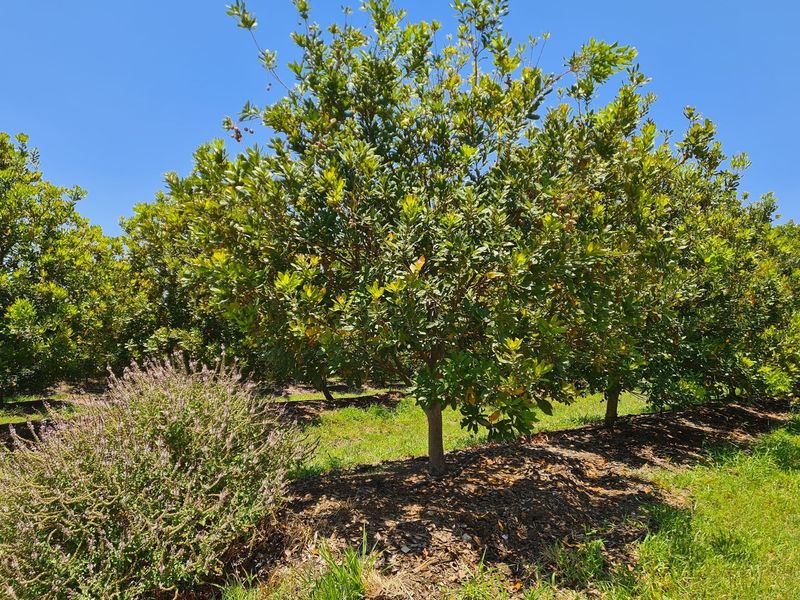 54-hectare Macadamia Paradise in the heart of the Lowveld - Photo 9