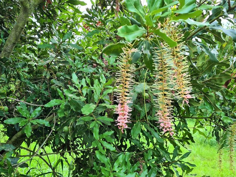 54-hectare Macadamia Paradise in the heart of the Lowveld - Photo 2