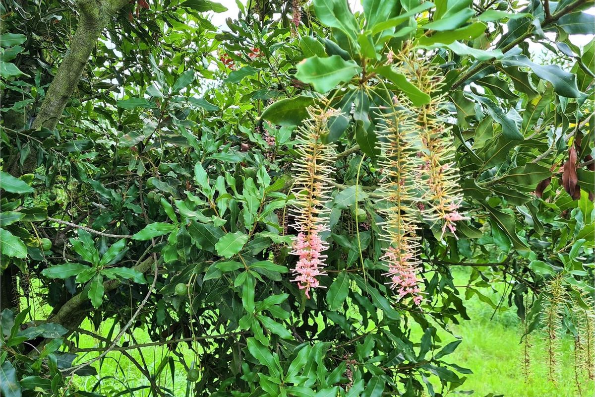 54-hectare Macadamia Paradise in the heart of the Lowveld - Photo 2