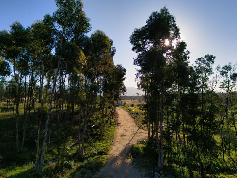 An aerial view of a dirt access road winding through a grove of mature eucalyptus trees on the farm property.