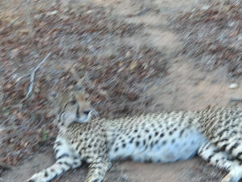 More than 1 Ha to build your African Home in Moditlo Wildlife Estate, Hoedspruit - Photo 3