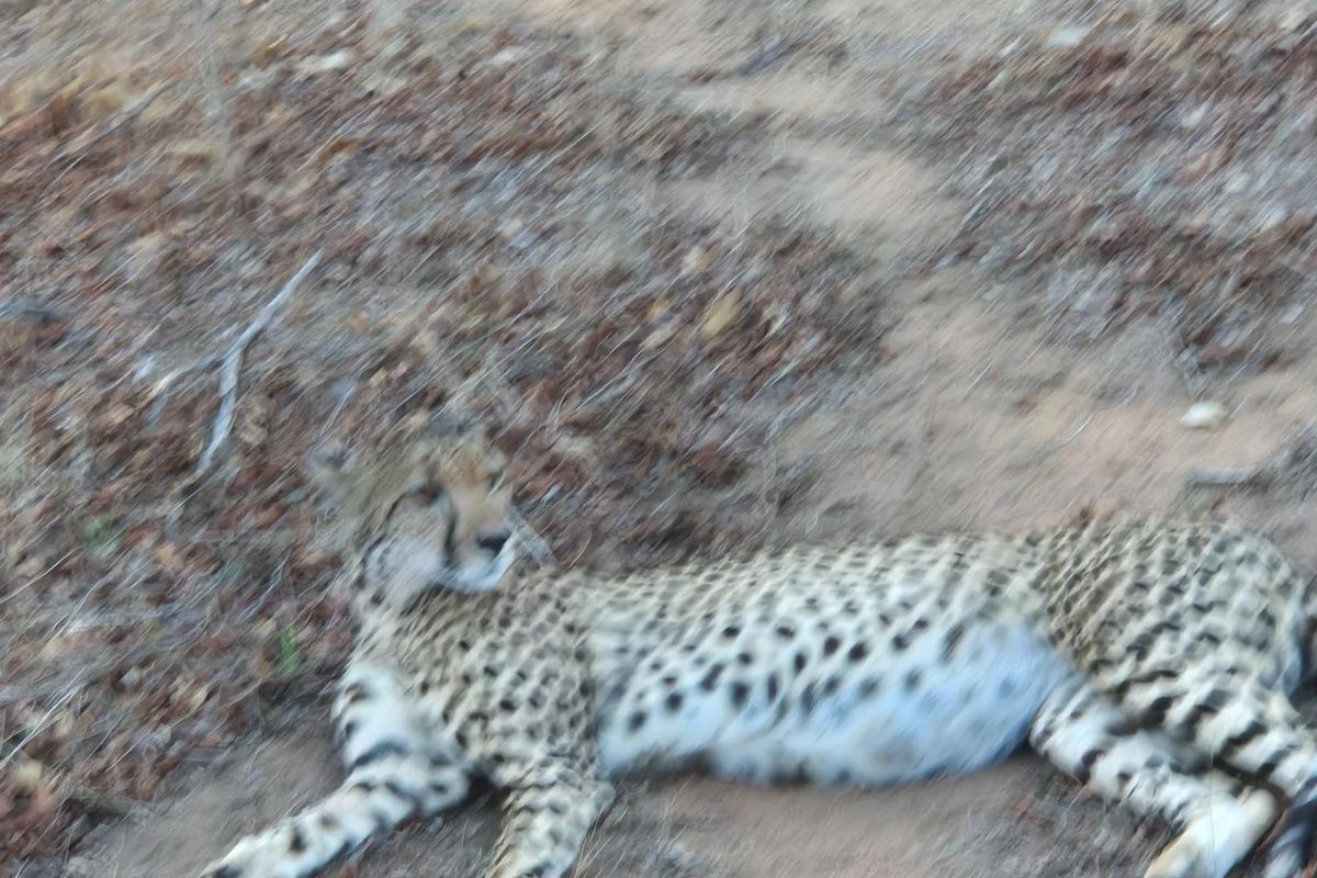 More than 1 Ha to build your African Home in Moditlo Wildlife Estate, Hoedspruit - Photo 3