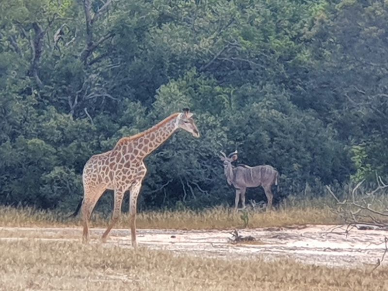 More than 1 Ha to build your African Home in Moditlo Wildlife Estate, Hoedspruit - Photo 5