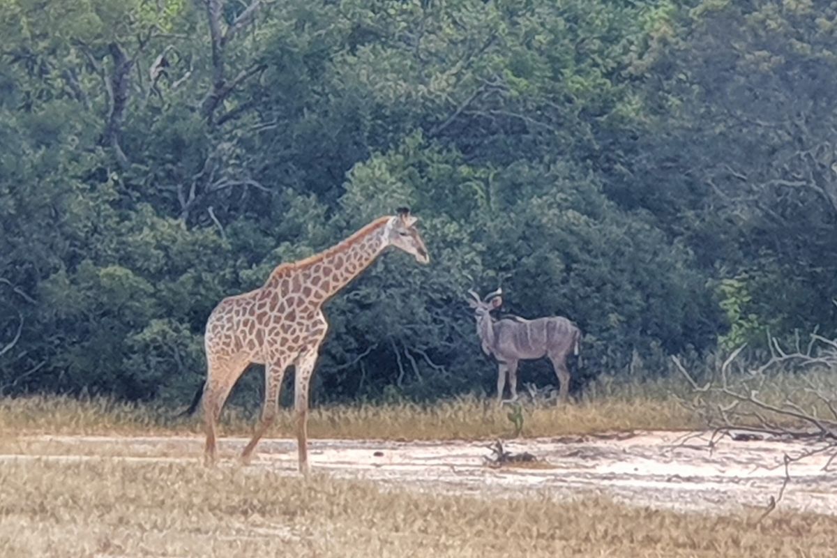 More than 1 Ha to build your African Home in Moditlo Wildlife Estate, Hoedspruit - Photo 5