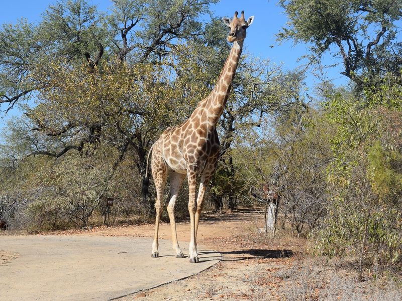 More than 1 Ha to build your African Home in Moditlo Wildlife Estate, Hoedspruit - Photo 9