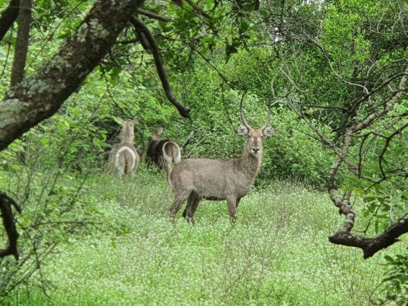 More than 1 Ha to build your African Home in Moditlo Wildlife Estate, Hoedspruit - Photo 4