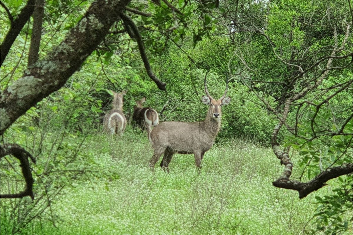 More than 1 Ha to build your African Home in Moditlo Wildlife Estate, Hoedspruit - Photo 4