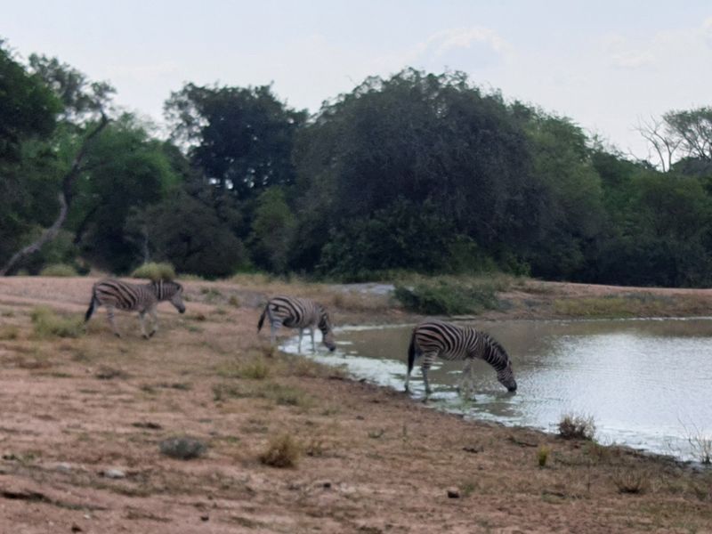 More than 1 Ha to build your African Home in Moditlo Wildlife Estate, Hoedspruit - Photo 6