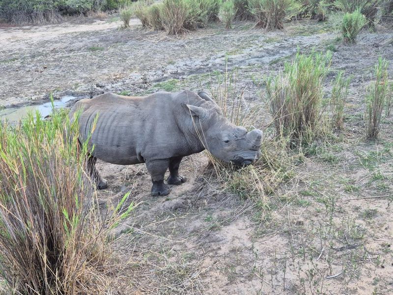 More than 1 Ha to build your African Home in Moditlo Wildlife Estate, Hoedspruit - Photo 1