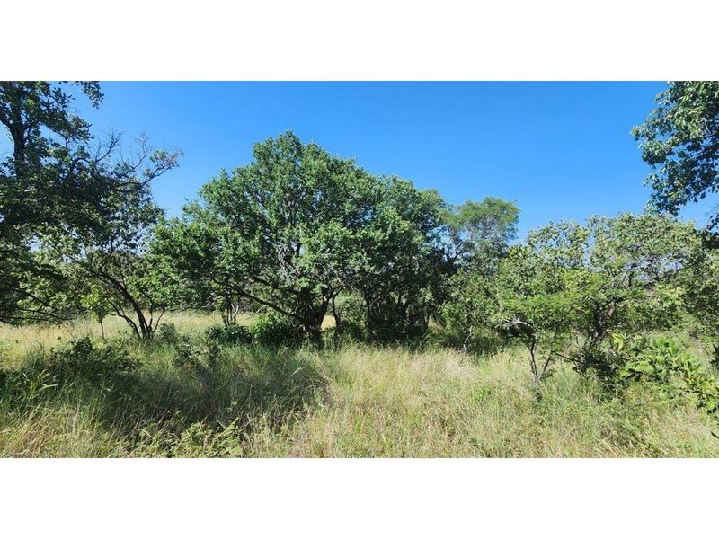 Intaba-Indle - Vacant land - Tar Roads - Indigenous trees - Dam and Swimming Pool - Photo 5