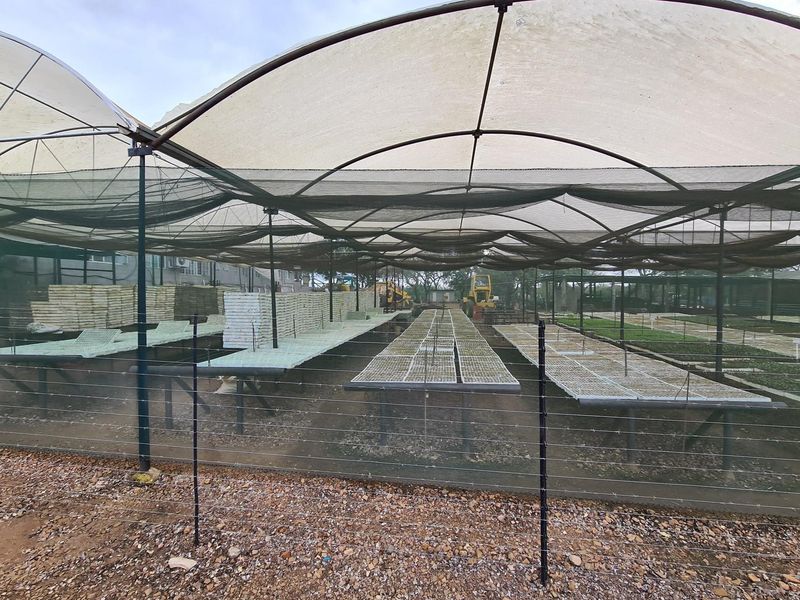 Diversified Agricultural Haven Near Komatipoort 338Ha Sugarcane and Cash Crop Farm - Photo 7