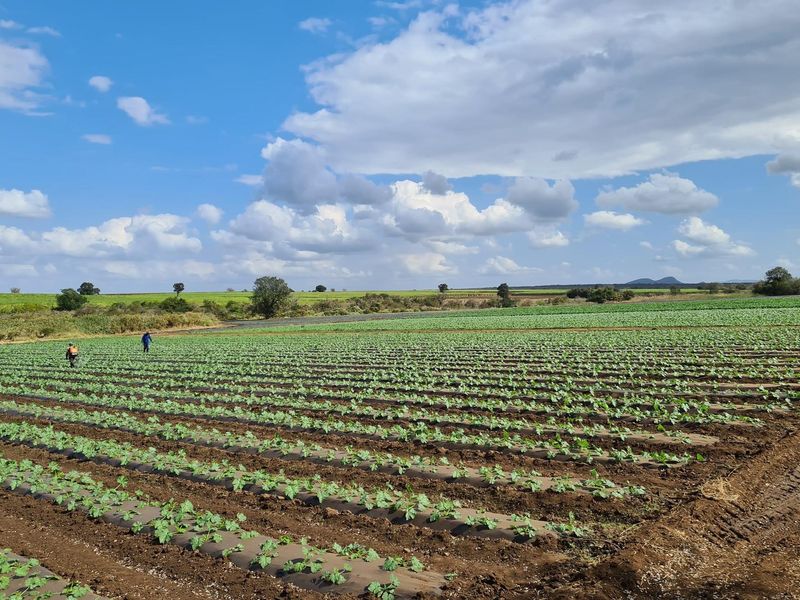 Diversified Agricultural Haven Near Komatipoort 338Ha Sugarcane and Cash Crop Farm - Photo 9