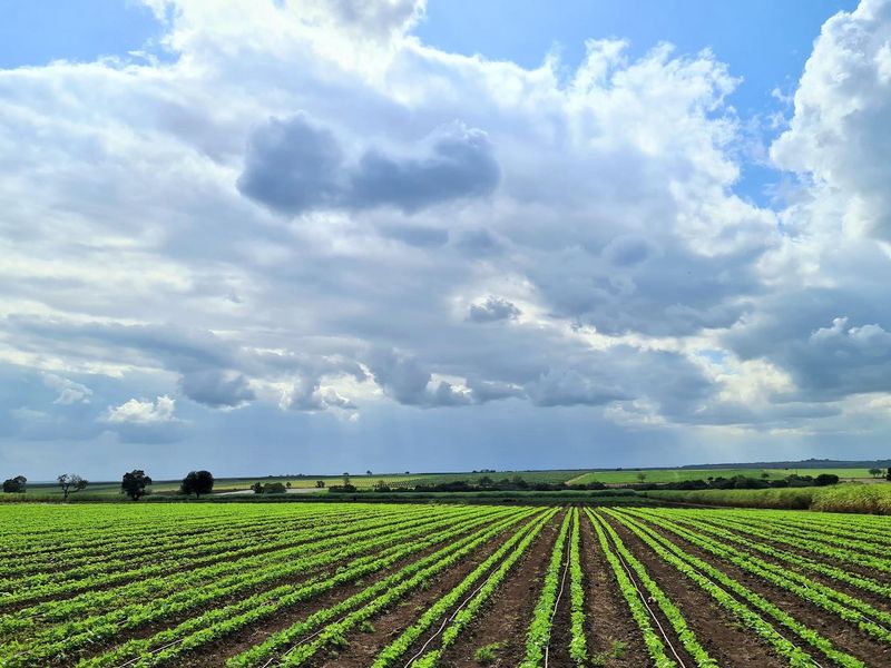 Diversified Agricultural Haven Near Komatipoort 338Ha Sugarcane and Cash Crop Farm - Photo 2