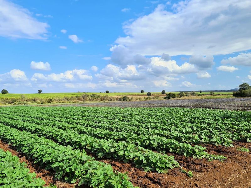 Diversified Agricultural Haven Near Komatipoort 338Ha Sugarcane and Cash Crop Farm - Photo 10