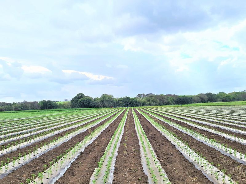 Diversified Agricultural Haven Near Komatipoort 338Ha Sugarcane and Cash Crop Farm - Photo 8