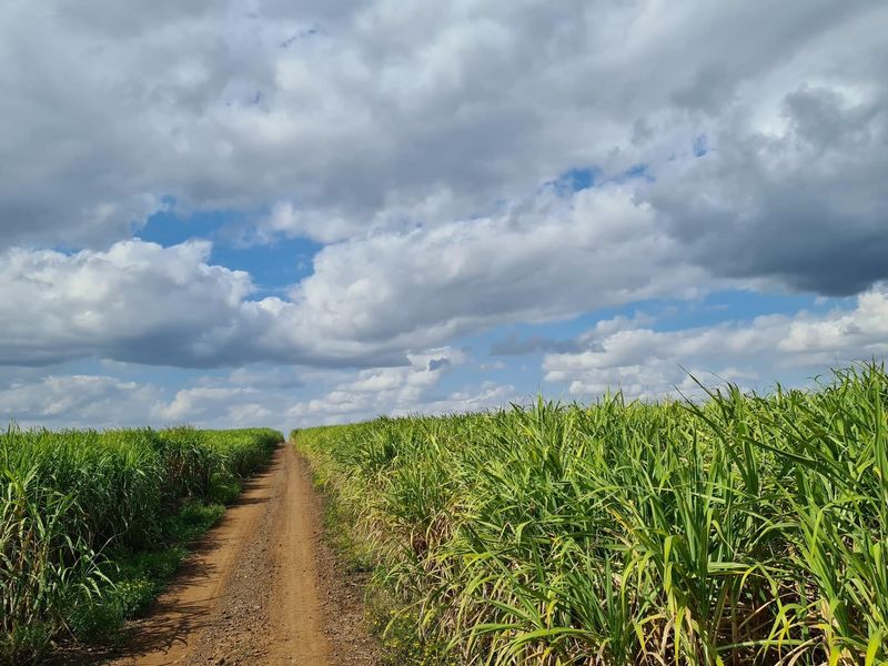 Diversified Agricultural Haven Near Komatipoort 338Ha Sugarcane and Cash Crop Farm - Photo 3