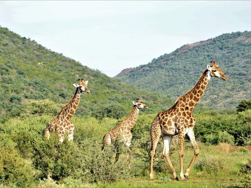 Zwartkloof Game Reserve - Beautiful private stand - mountain views and indigenous trees. - Photo 10