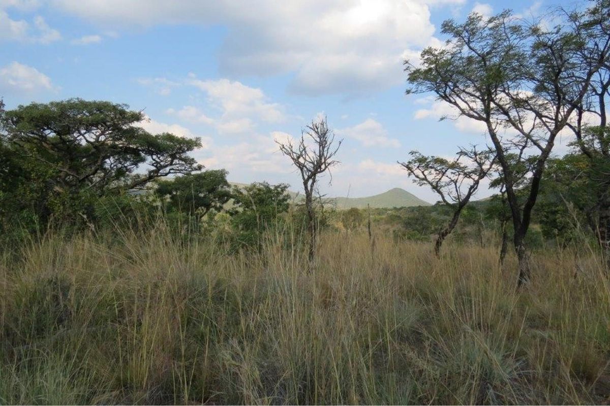 Zwartkloof Game Reserve - Beautiful private stand - mountain views and indigenous trees. - Photo 3