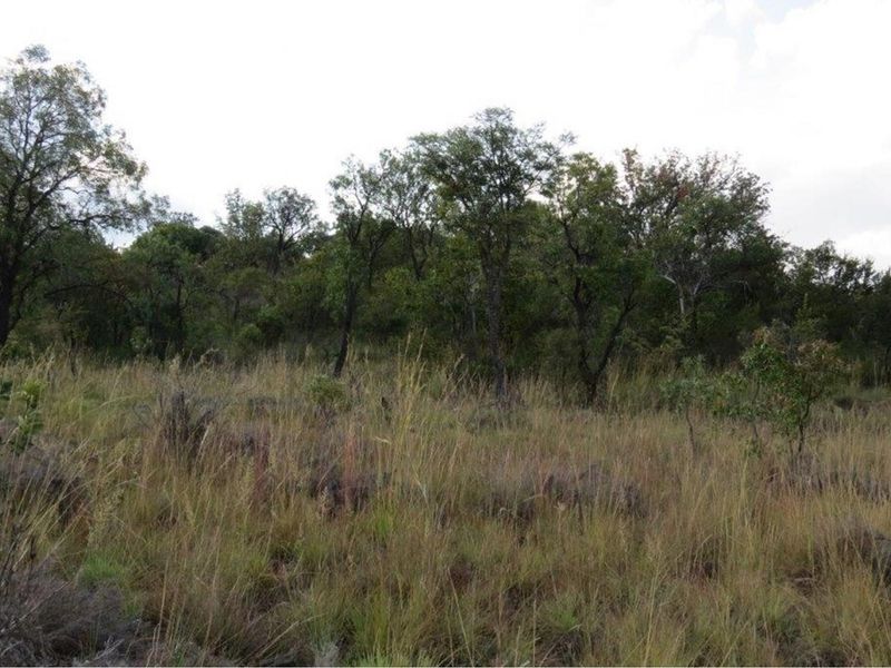 Zwartkloof Game Reserve - Beautiful private stand - mountain views and indigenous trees. - Photo 5